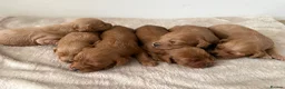 Cockapoo dogs for sale: Cockapoo puppies looking for they forever home  in Tredegar - Advert 22