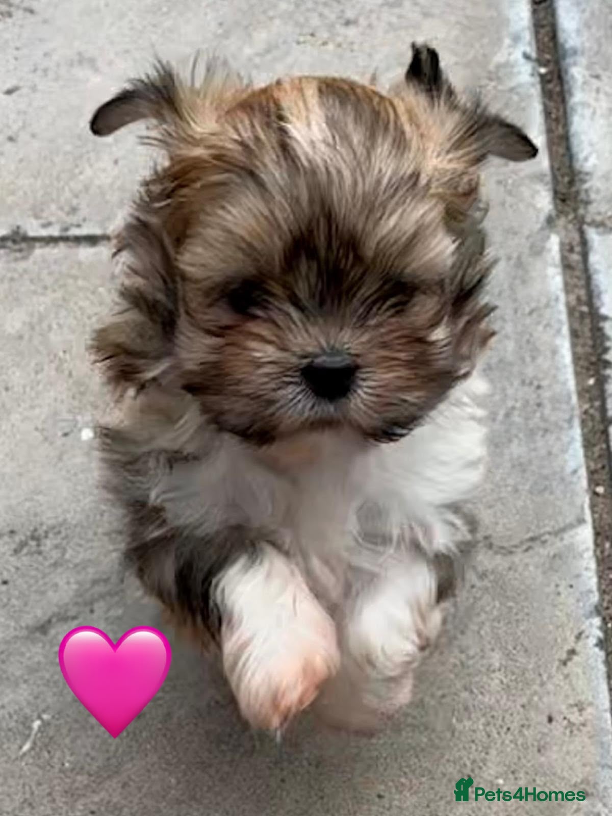 Lhasa Apso dogs Four Beautiful Lhasa Apso Pups RKC reg GPRA4 Clear - Advert 16