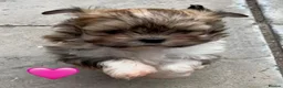 Lhasa Apso dogs for sale: Four Beautiful Lhasa Apso Pups RKC reg GPRA4 Clear - Advert 4
