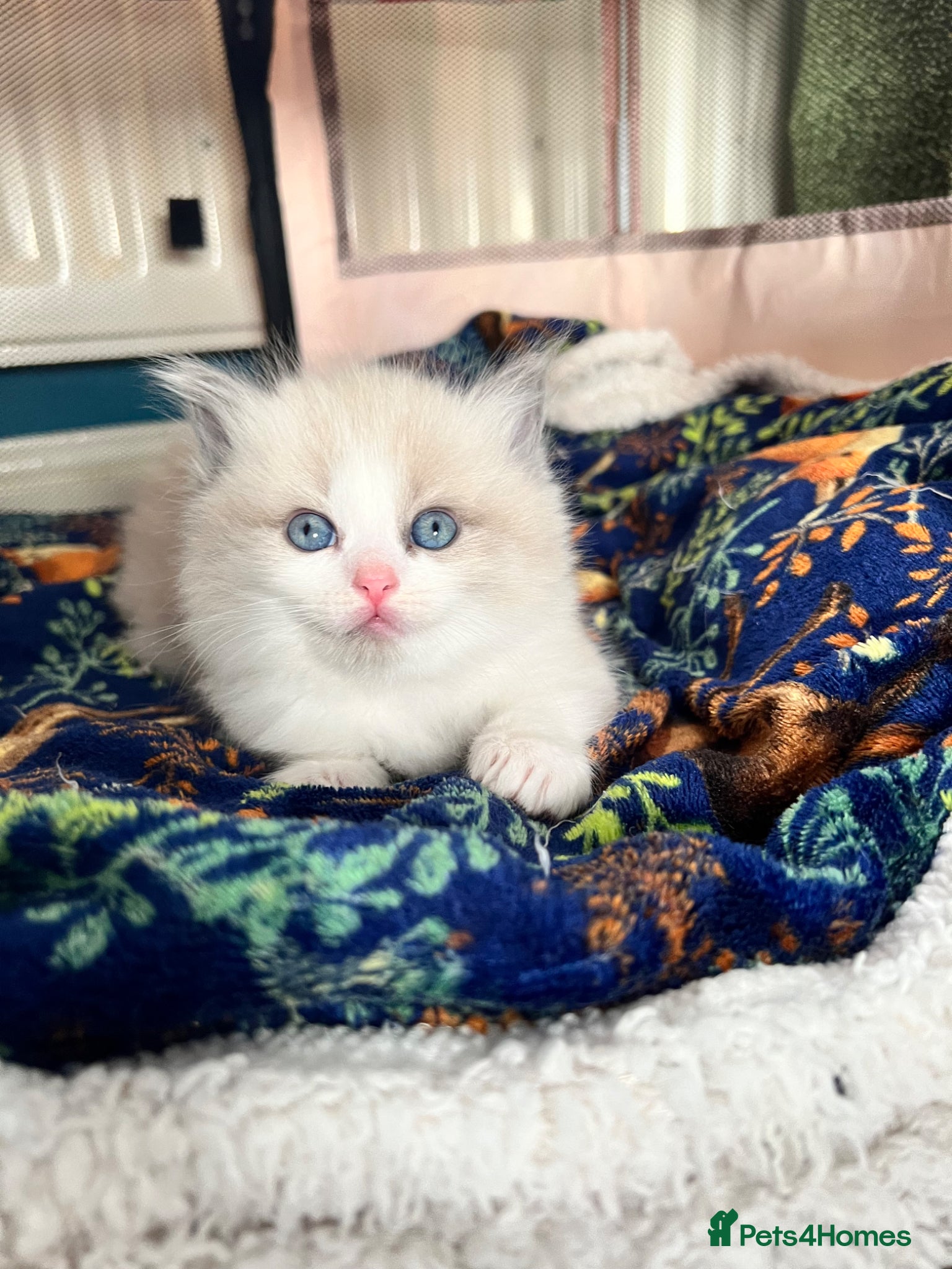 Ragdoll cats CollieKiss Ragdolls – Beautiful TICA Registered - Advert 2