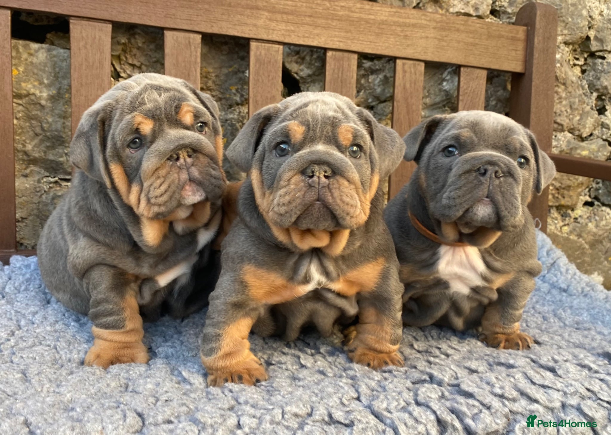 English Bulldog dogs Ready Friday! KC reg English bulldog puppies  - Advert 16