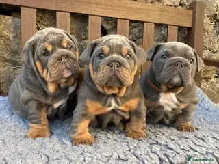 English Bulldog dogs Ready Friday! KC reg English bulldog puppies - Advert 2