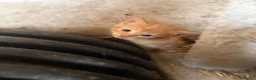 Mixed Breed cats for sale: Kittens looking for forever home! - Advert 9