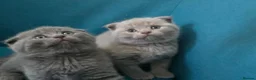 Scottish Fold cats for sale: 3 lovely Scotish Fold kittens  - Advert 9