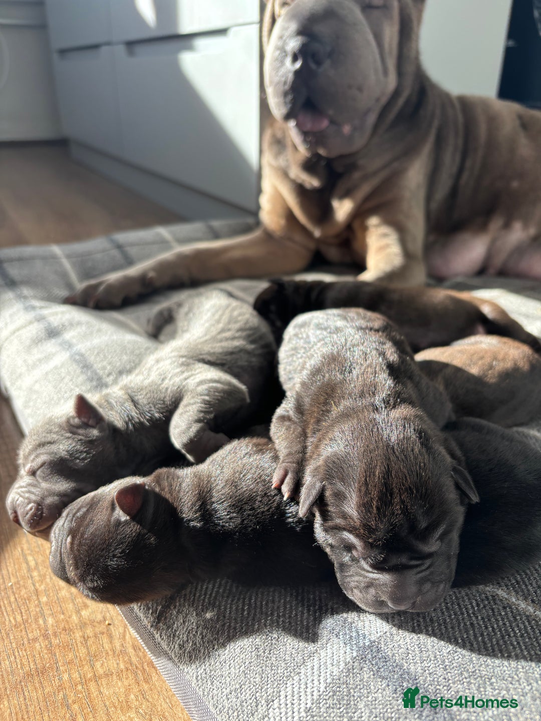 Shar Pei dogs for sale: Beautiful Shar peis - Image 5