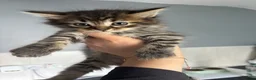 Mixed Breed cats for sale: Adorable kittens - Advert 8