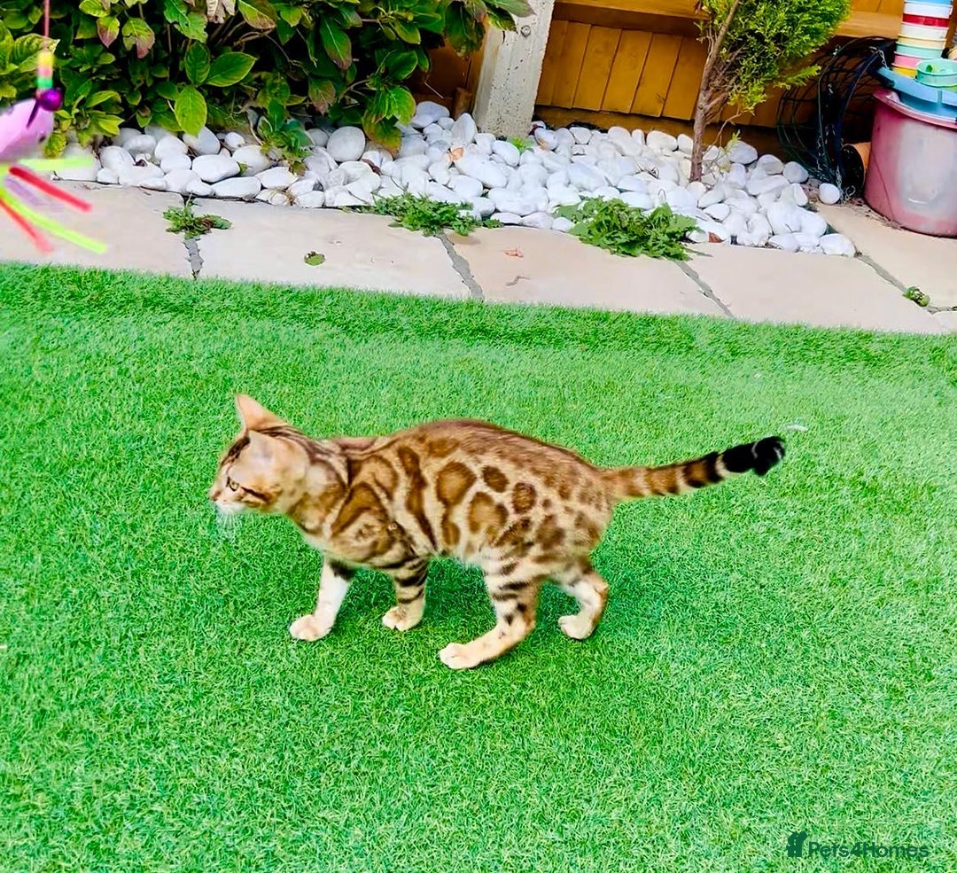 Bengal cats for sale: Beautiful Active Bengal Queen - Imported Line - Image 3