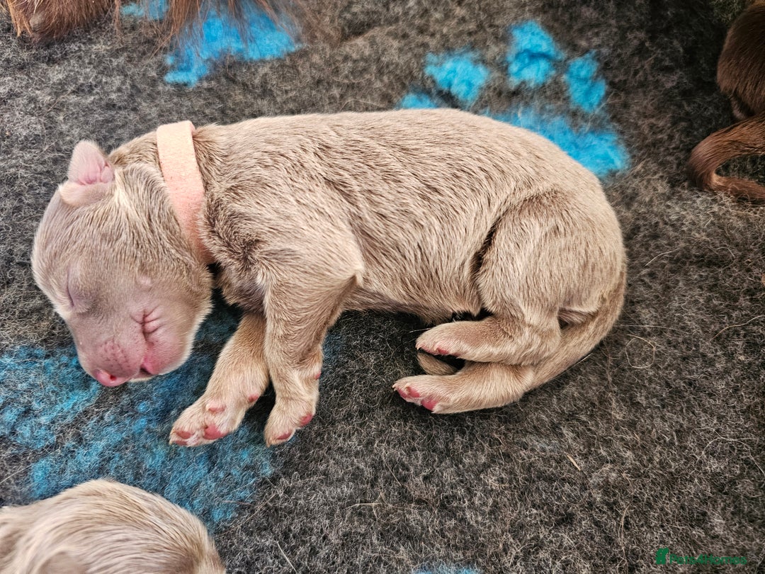 German Shepherd dogs for sale: 💠5 Beautiful healthy KC reg straight back GSP's💠 - Advert 24