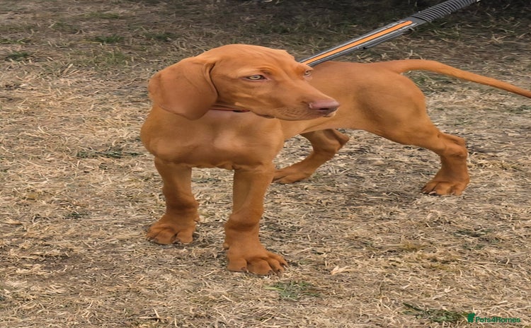 Hungarian Vizsla dogs - Advert 1