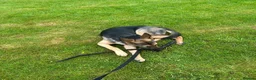 German Shepherd dogs for sale: Female German Shepard “Rain” in Welshpool - Advert 6