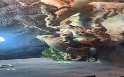 Bearded Dragon reptiles for sale: BEARDED DRAGON FOR SALE WITH FULL SETUP  - Image 3