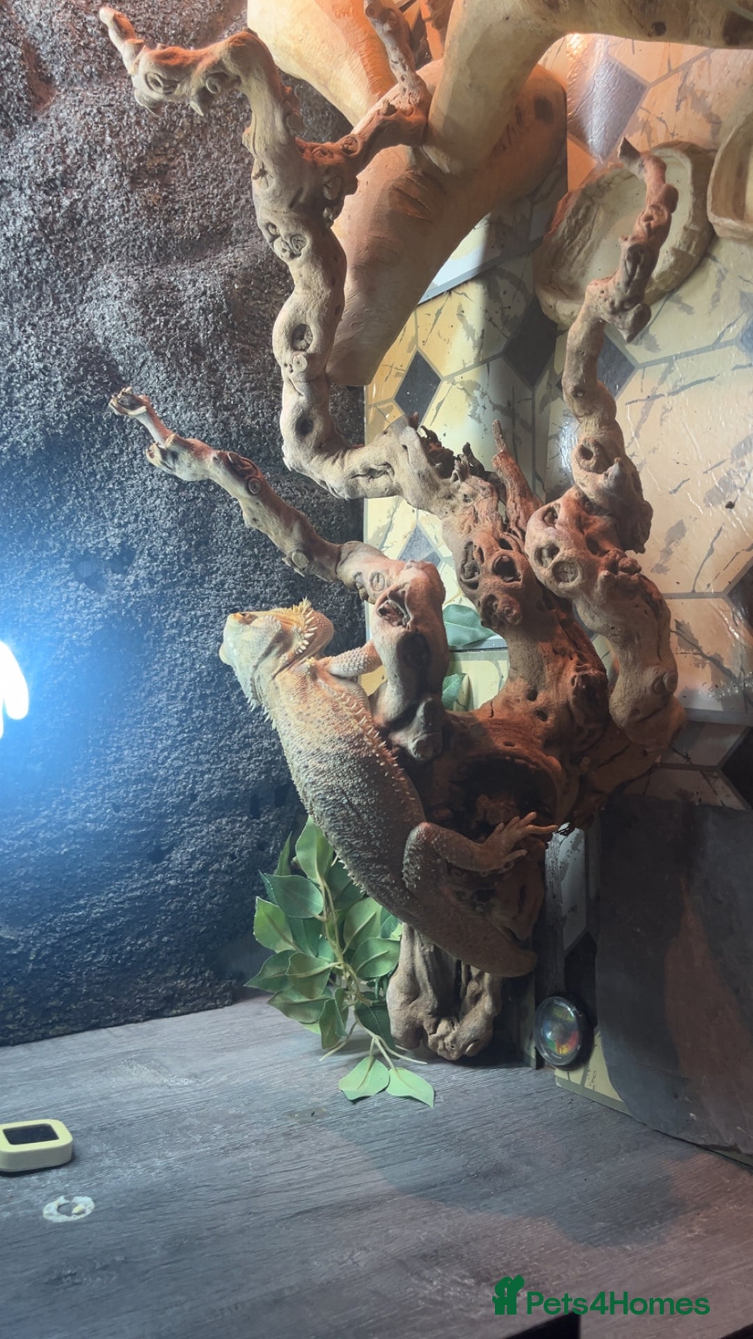 Bearded Dragon reptiles for sale: BEARDED DRAGON FOR SALE WITH FULL SETUP  - Image 3