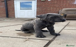 Cane Corso dogs for sale: Cane Corso puppies 9 week old 🫶❤️🫶 - Image 21
