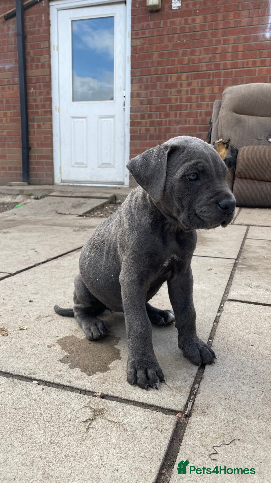 Cane Corso dogs for sale: Cane Corso puppies 9 week old 🫶❤️🫶 - Image 21