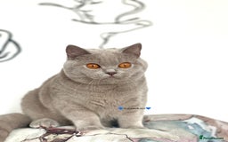 British Shorthair cats for sale: 💕Charming BSH kittens💕 - Image 2