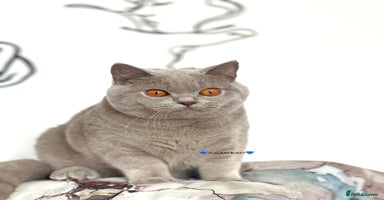 British Shorthair cats - Advert 9