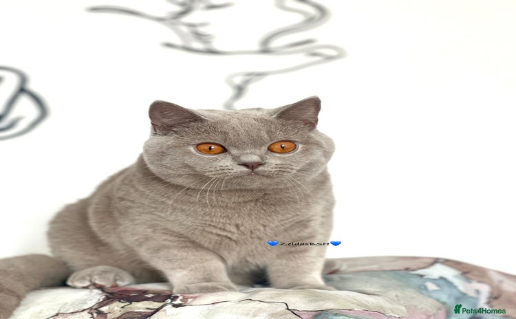 British Shorthair cats - Advert 1