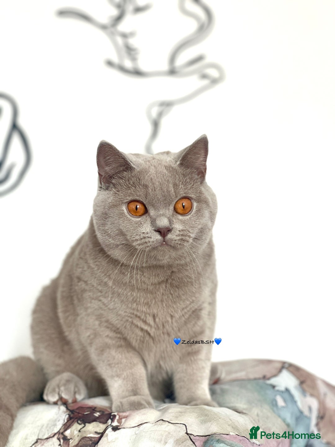 British Shorthair cats for sale: 💕Charming BSH kittens💕 - Image 2