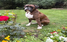 Boxer dogs for sale: Champion sired Lovely  Boxer Puppy Available  - Image 17