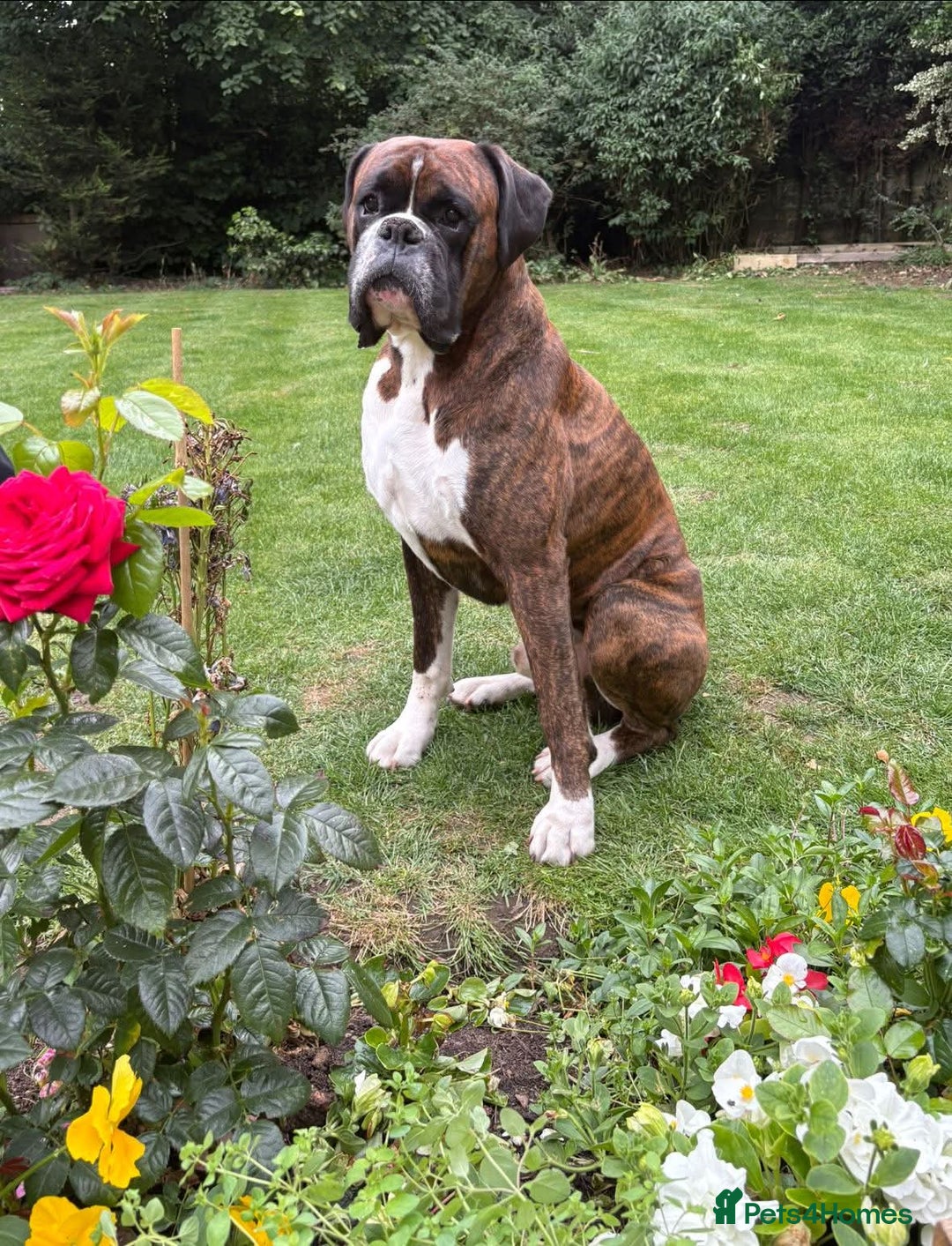 Boxer dogs for sale: Champion sired Lovely  Boxer Puppy Available  - Image 17