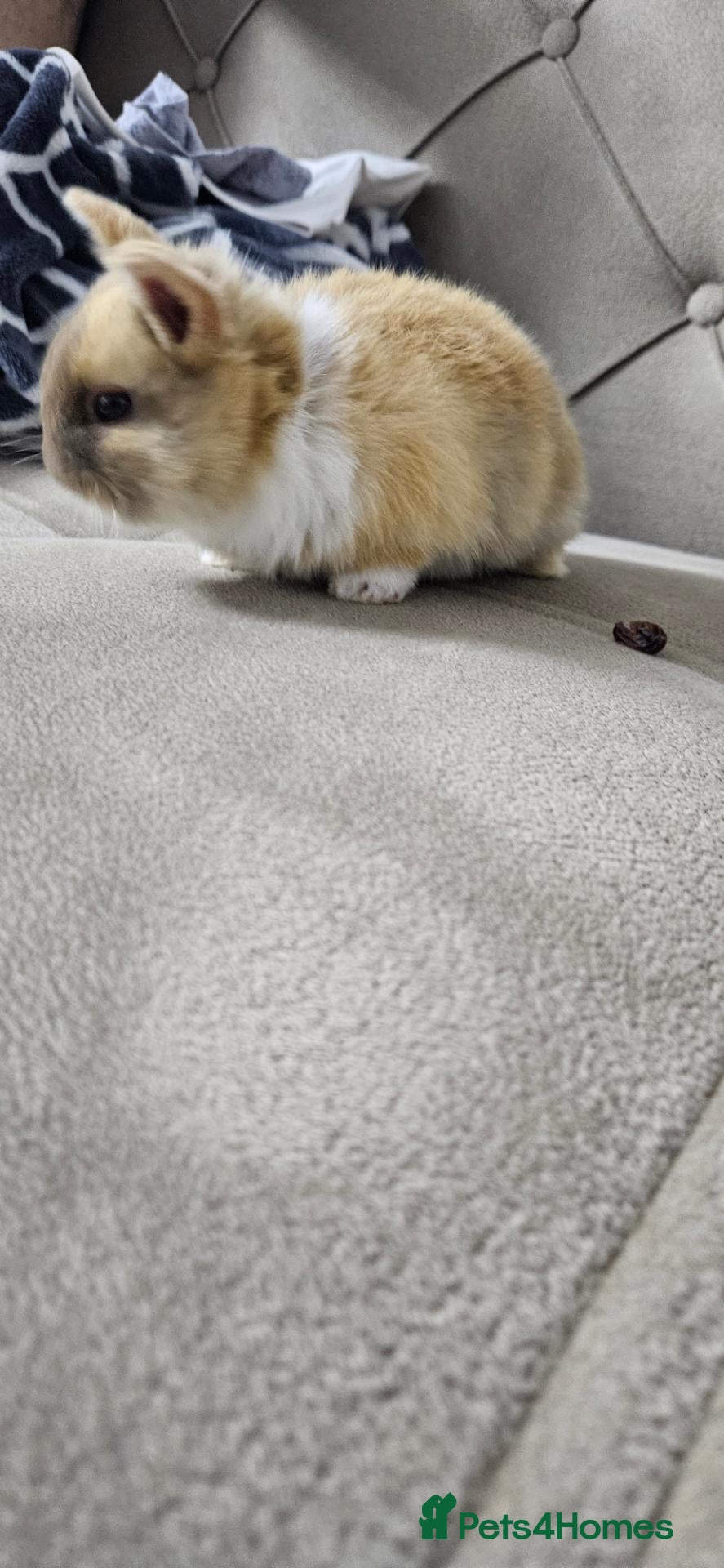 Mixed Breed rabbits They are Rex and Dutch mix 🥰 - Advert 2