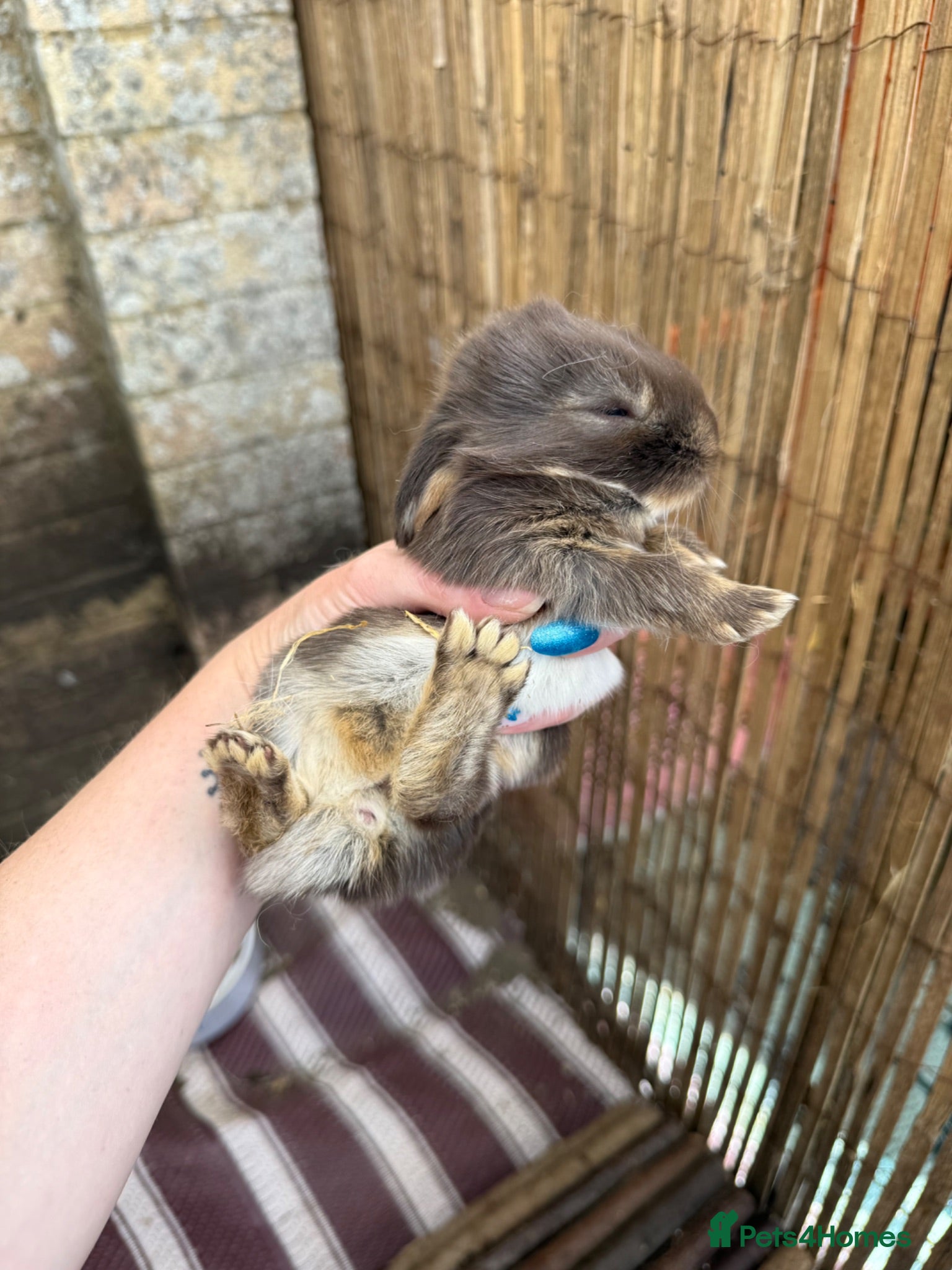 French Lop rabbits Beautiful Pure French Lop Babies ♥️ - Advert 1