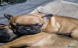 French Bulldog dogs for sale: Full pedigree French bulldog puppies  - Image 2
