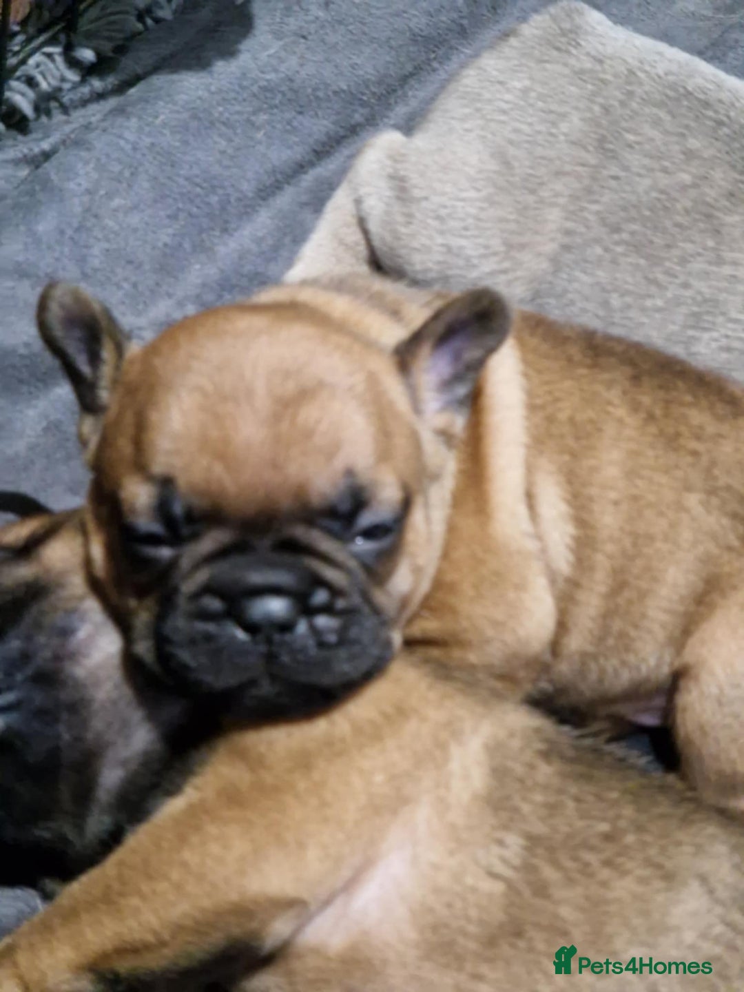 French Bulldog dogs for sale: Full pedigree French bulldog puppies  - Image 2