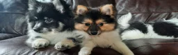 Mixed Breed dogs for sale: Gorgeous Pomeranian × Japanese Spitz Puppies in Falkirk - Advert 4