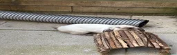 Mini Lop rabbits for sale: Seal Point Mini Lop - Read advert in full - Advert 4