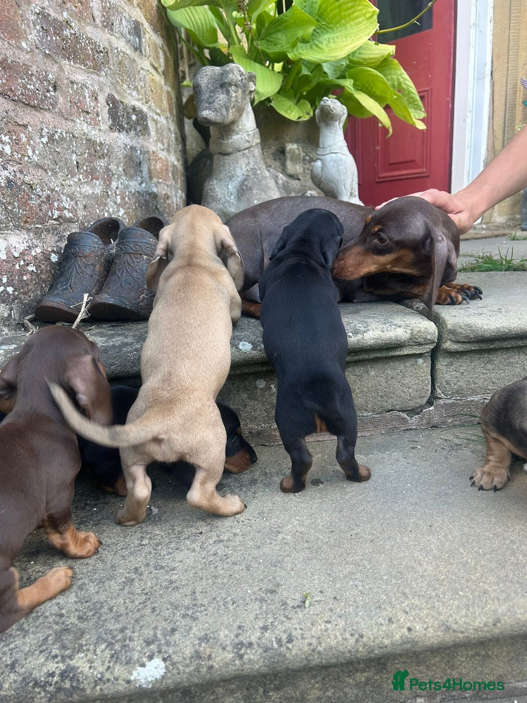 Miniature Dachshund dogs for sale: Top Quality KC Reg. Pra Clear Mini Smooth Daxis - Image 6