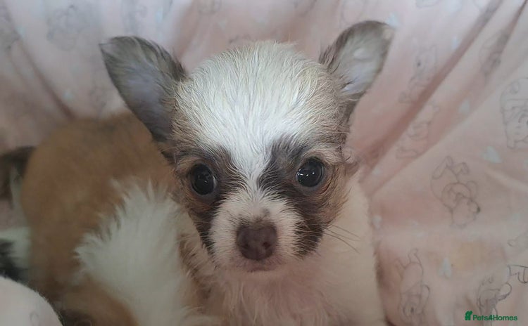 Chihuahua dogs - Advert 6