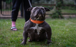 American Bully dogs for sale: Pocket bully top bloodline  - Image 5