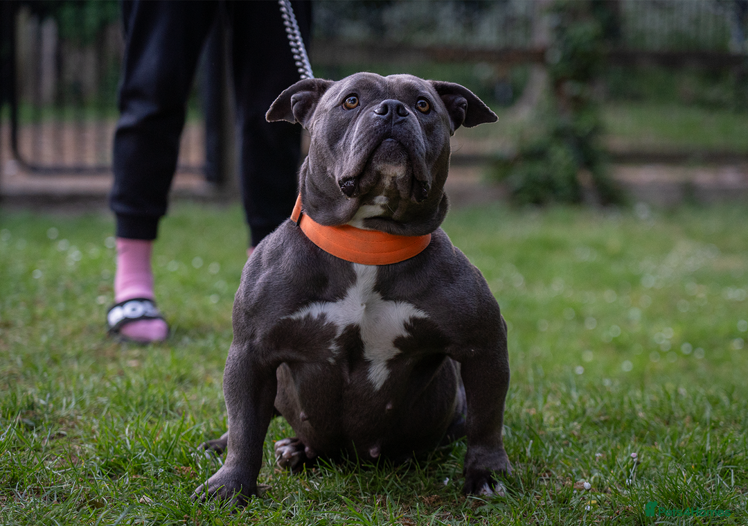 American Bully dogs for sale: Pocket bully top bloodline  - Image 5