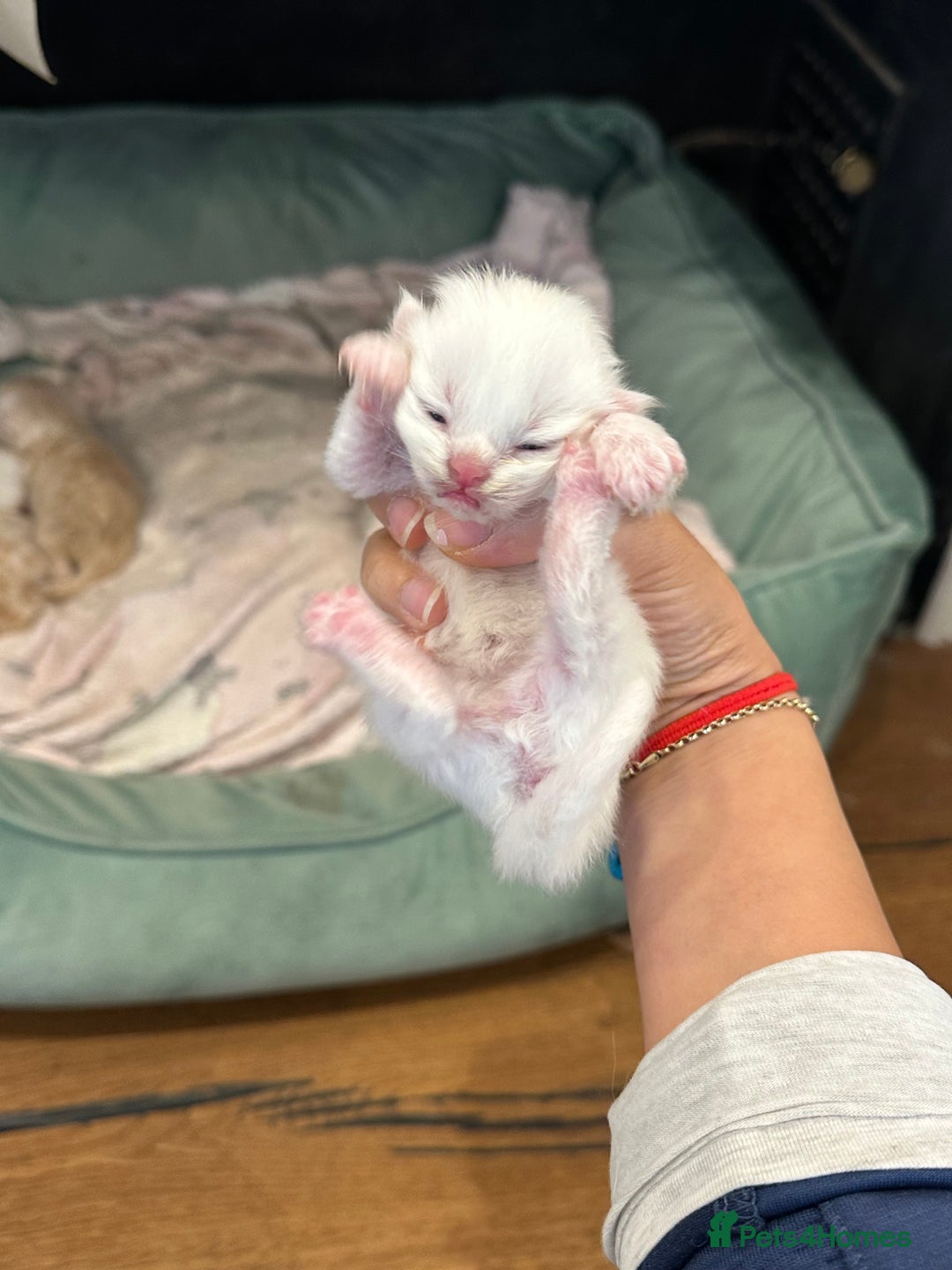 Persian cats for sale: Chinchilla kittens  - Image 4