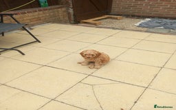 Cavapoo dogs for sale: Cavapoo boy - Image 1