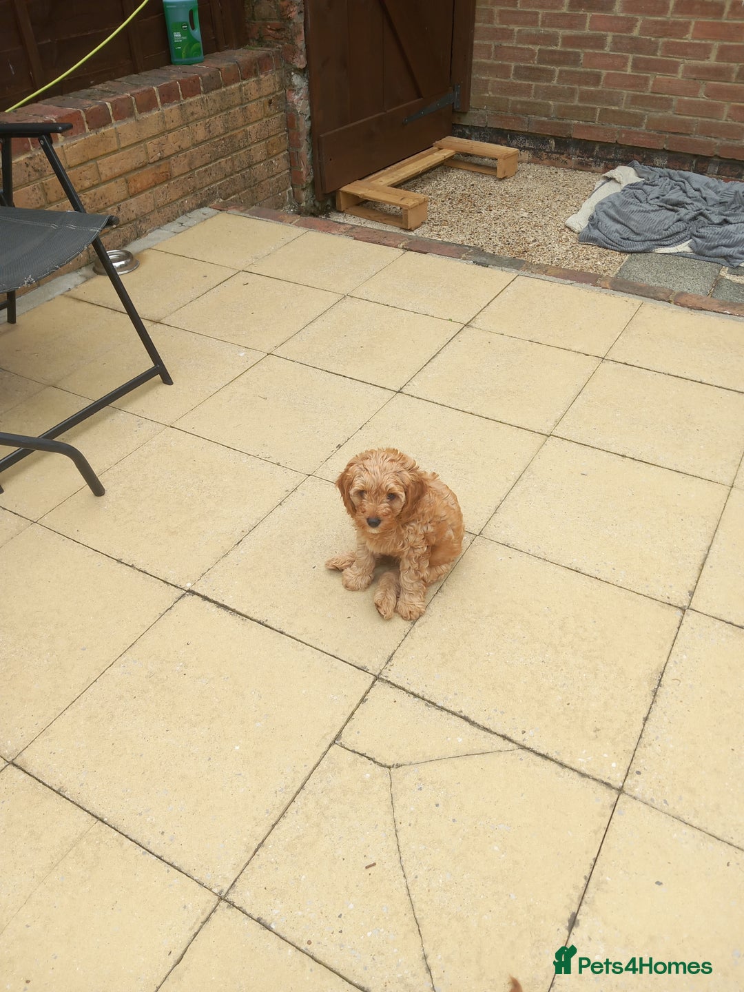 Cavapoo dogs for sale: Cavapoo boy - Image 1