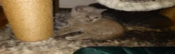 British Shorthair cats for sale: Cute babies! - Advert 8