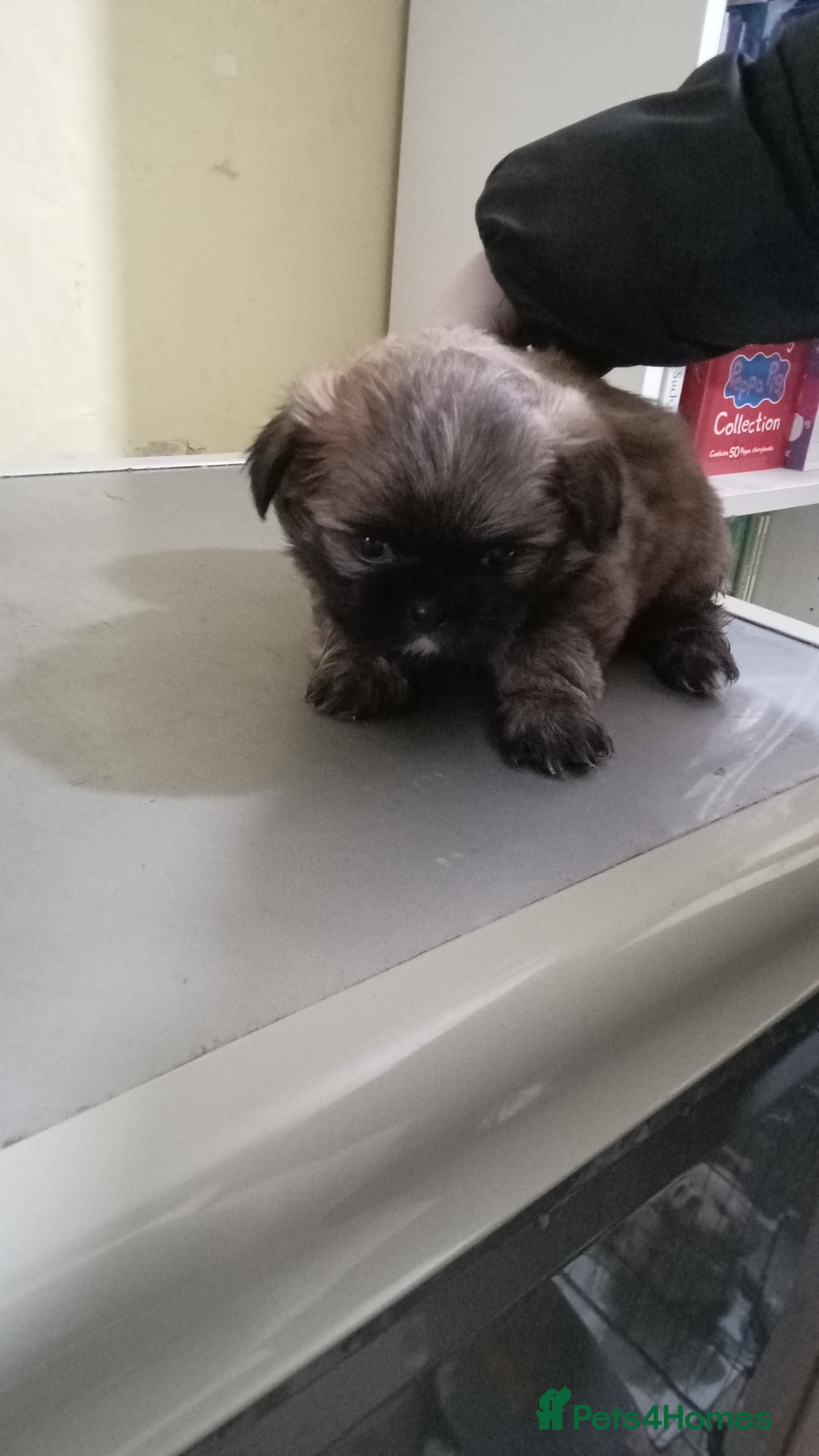 Shih Tzu dogs Shih Tzu puppies for sale - Advert 6