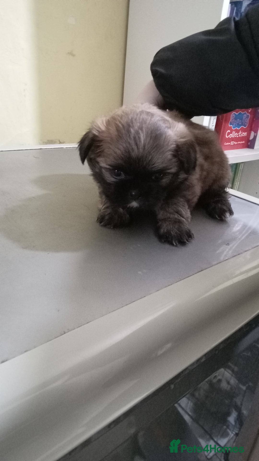 Shih Tzu dogs for sale: Shih Tzu puppies for sale - Advert 1