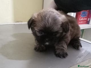 Shih Tzu dogs Shih Tzu puppies for sale - Advert 4