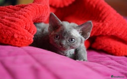 Devon Rex cats for sale: 💙 Devon Rex Female Kitten Available 💙 - Image 3