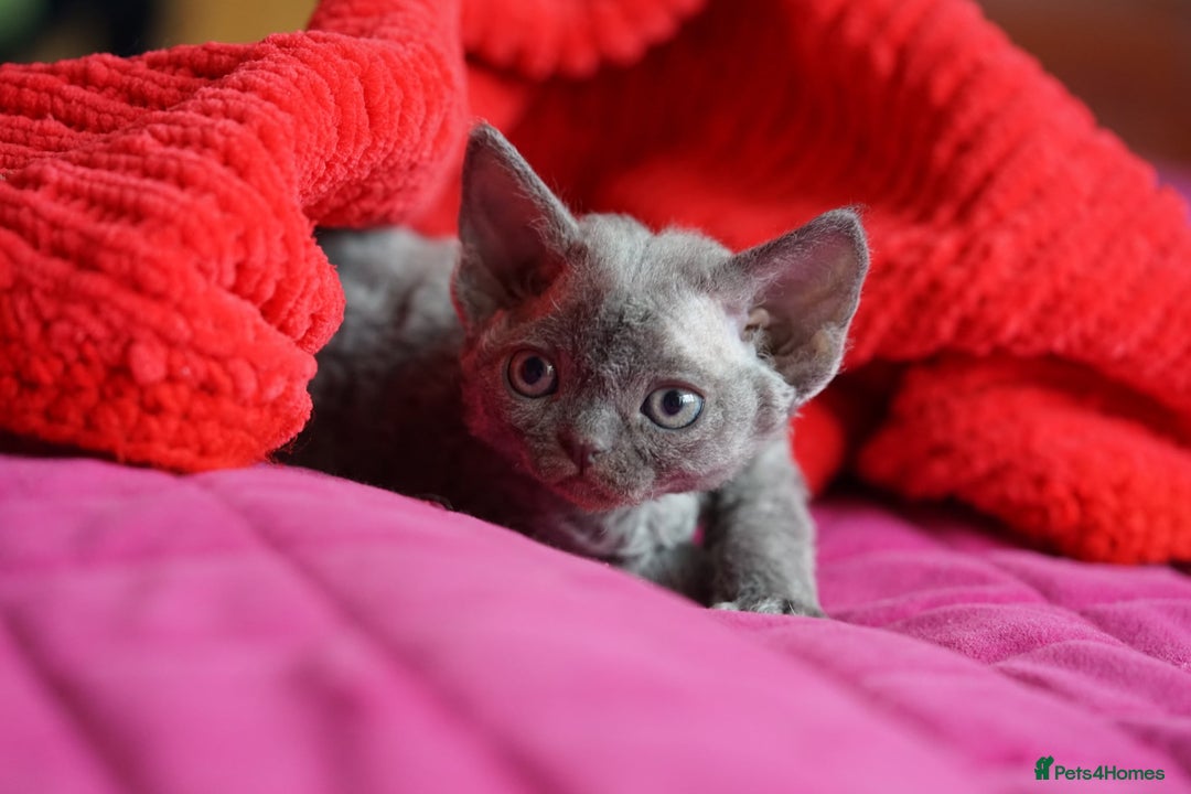 Devon Rex cats for sale: 💙 Devon Rex Female Kitten Available 💙 - Image 3