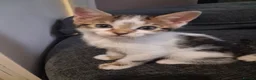 Mixed Breed cats for sale: Mixed bengal kittens - Advert 3