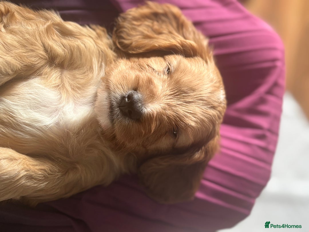 Cavapoo dogs for sale: King Charles Cavalier x Cavapoo - Image 7