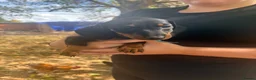 Dachshund dogs for sale: 6 Beautiful Dachshund Puppies 🐾🐶 - Advert 6