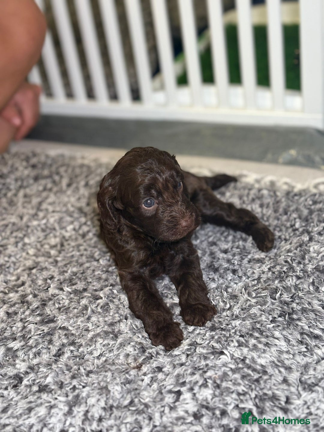 Cockapoo dogs for sale: Ready to leave Minature F1 PRA clear cockapoo pups - Image 17