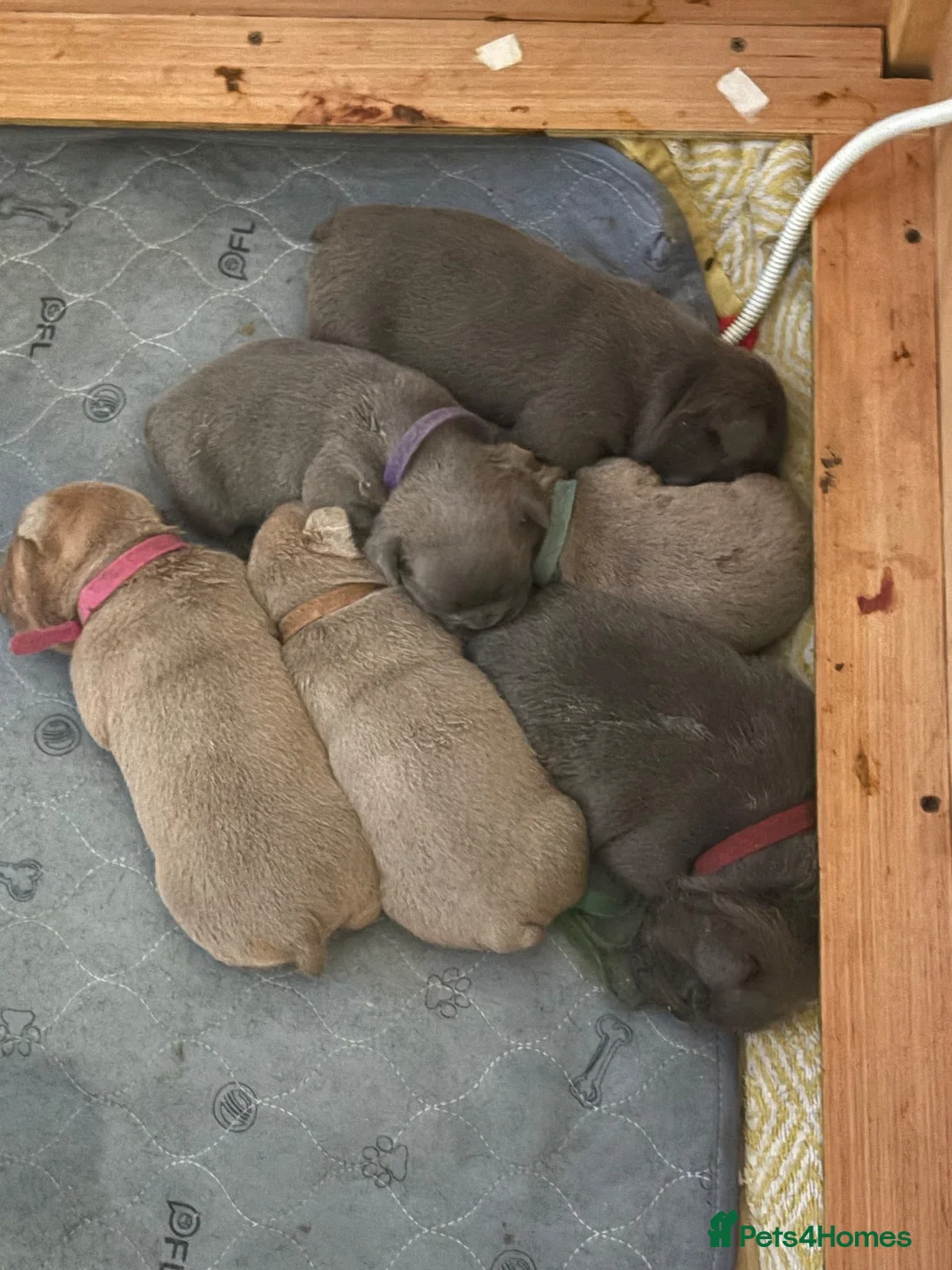 Mixed Breed dogs for sale: French cross British bulldog puppies  - Advert 1