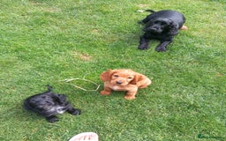 Cocker Spaniel dogs for sale: Cocker spaniel pups ready now - Image 12