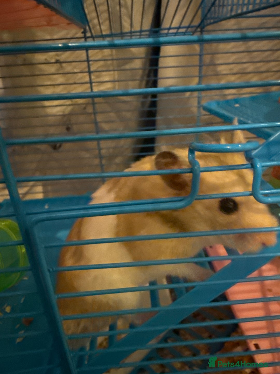 Hamster rodents for sale: Fred the hamster  - Image 3